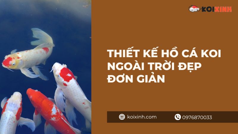 Thiết Kế Hồ Cá Koi Ngoài Trời đẹp đơn Giản – Koixinh – Gọi 0976870033