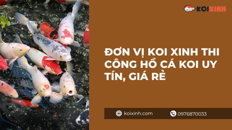 Đơn Vị Koi Xinh Thi Công Hồ Cá Koi Uy Tín, Giá Rẻ – Bảo Hành Dài Hạn – Gọi 0976870033