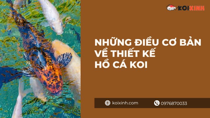 Những Điều Cơ Bản Về Thiết Kế Hồ Cá Koi