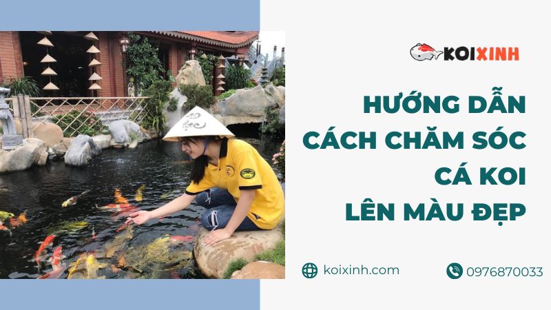 Hướng Dẫn Cách Chăm Sóc Cá Koi Lên Màu đẹp, Uy Tín, Chất Lượng – Gọi  0976870033