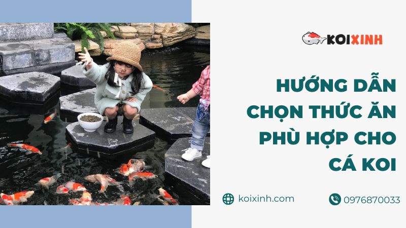 Hướng Dẫn Chọn Thức Ăn Phù Hợp Cho Cá Koi Của Bạn Uy Tín, Chất Lượng – Gọi  0976870033