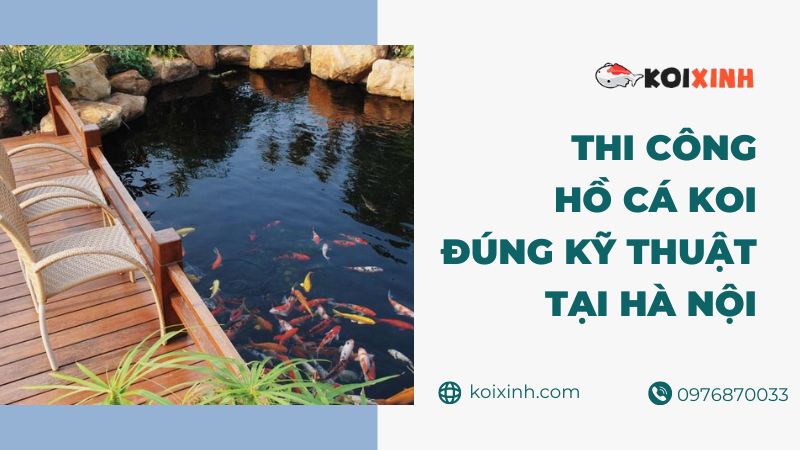 Dịch Vụ Thiết Kế Hồ Cá Koi Tại Hà Nội – Thi Công Hồ Cá Koi đúng Kỹ Thuật