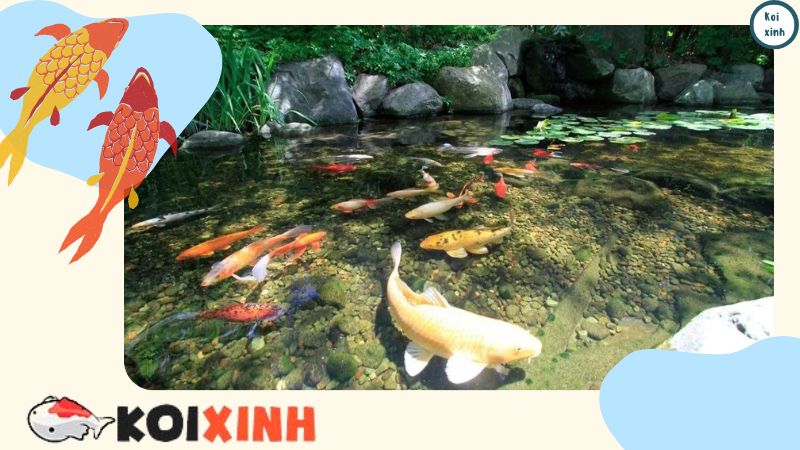 Ưu Và Nhược điểm Của Hồ Cá Koi ở Sân Sau Ưu Và Nhược điểm Của Hồ Cá Koi ở Sân Sau