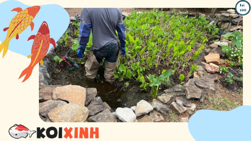 Ưu Và Nhược điểm Của Hồ Cá Koi ở Sân Sau Yêu cầu làm sạch thường xuyên