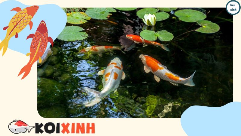 Hồ Cá Koi Là Gì Và Cách Xây Dựng Hồ Cá Koi