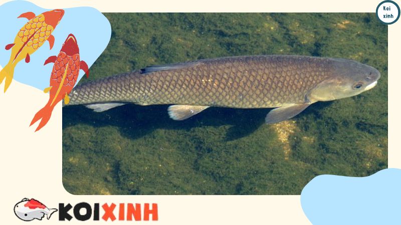 Cá nuôi chung cá KOI: Cá trắm cỏ (Ctenopharyngodon idella)