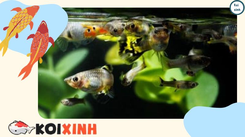 Cá bảy màu