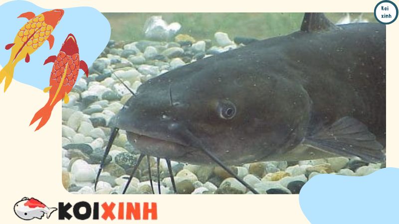 Những loại cá cảnh phù hợp nhất cho hồ cá tại vườn
