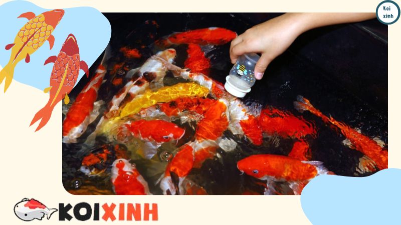 Hướng Dẫn Cách Chăm Sóc Cá Koi Lên Màu đẹp, Uy Tín, Chất Lượng – Gọi 0976870033 Hướng Dẫn Cách Chăm Sóc Cá Koi Lên Màu đẹp, Uy Tín, Chất Lượng – Gọi 0976870033