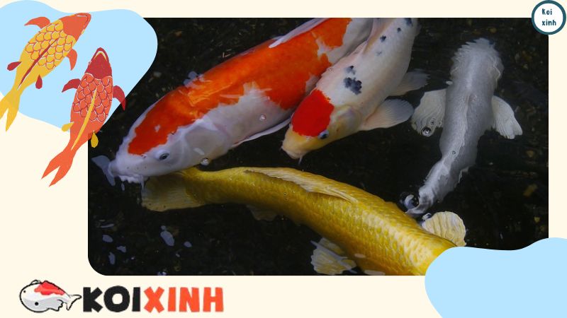 Thiết Kế Và Thi Công Hồ Cá Koi Rẻ, đẹp – Gọi 0976870033 Thiết Kế Và Thi Công Hồ Cá Koi Rẻ, đẹp – Gọi 0976870033