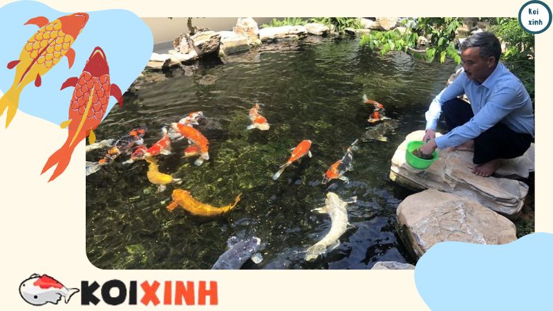 Thiết Kế Và Thi Công Hồ Cá Koi Giá Rẻ Tại Hà Nội, Thái Bình, Lào Cai – Gọi 0976870033 Thiết Kế Và Thi Công Hồ Cá Koi Giá Rẻ Tại Hà Nội, Thái Bình, Lào Cai – Gọi 0976870033