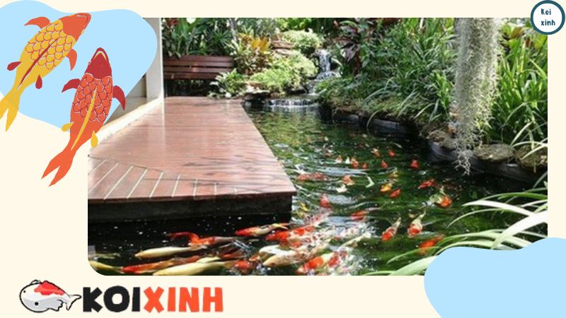 Thiết Kế Và Thi Công Hồ Cá Koi Ngoài Trời Tại Hà Nội, Thái Bình, Lào Cai, Uy Tín, Chất Lượng – Gọi 0976870033 Thiết Kế Và Thi Công Hồ Cá Koi Ngoài Trời Tại Hà Nội, Thái Bình, Lào Cai, Uy Tín, Chất Lượng – Gọi 0976870033
