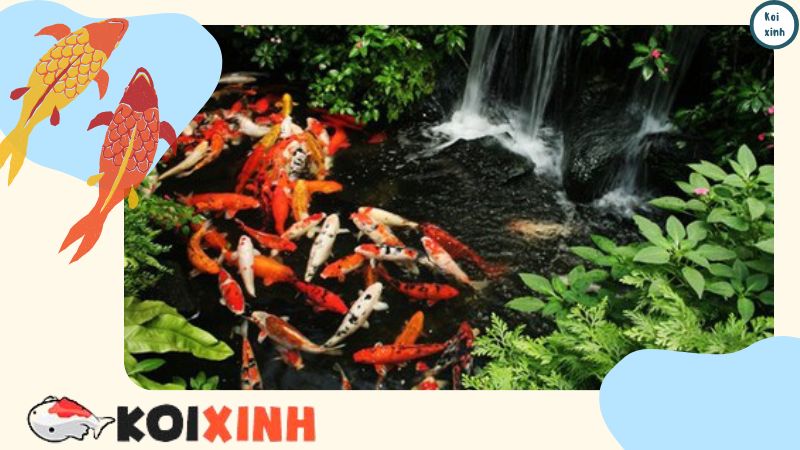 Thiết Kế Và Thi Công Hồ Cá Koi Ngoài Trời Tại Hà Nội, Thái Bình, Lào Cai, Uy Tín, Chất Lượng – Gọi 0976870033 Thiết Kế Và Thi Công Hồ Cá Koi Ngoài Trời Tại Hà Nội, Thái Bình, Lào Cai, Uy Tín, Chất Lượng – Gọi 0976870033