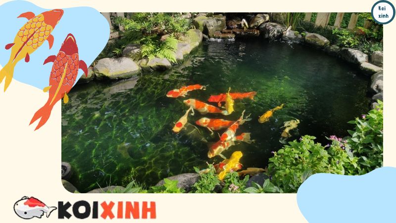 Thi Công, Thiết Kế Hồ Cá Koi đúng Tiêu Chuẩn Và Hợp Phong Thủy Tại Hà Nội Thi Công, Thiết Kế Hồ Cá Koi đúng Tiêu Chuẩn Và Hợp Phong Thủy Tại Hà Nội