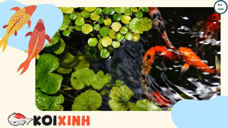 Thiết Kế Hồ Cá Koi Ngoài Trời đẹp đơn Giản – Koixinh – Gọi 0976870033 Lưu ý khi thiết kế hồ cá Koi mini hợp phong thủy