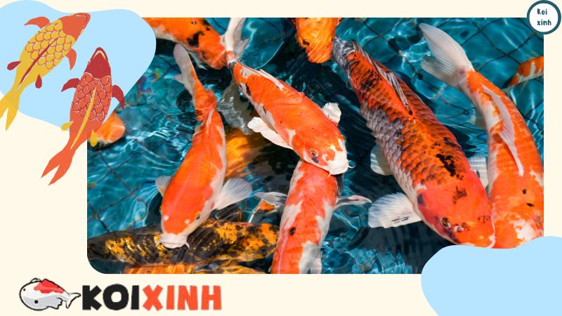 Thiết Kế Hồ Cá Koi Ngoài Trời đẹp đơn Giản – Koixinh – Gọi 0976870033