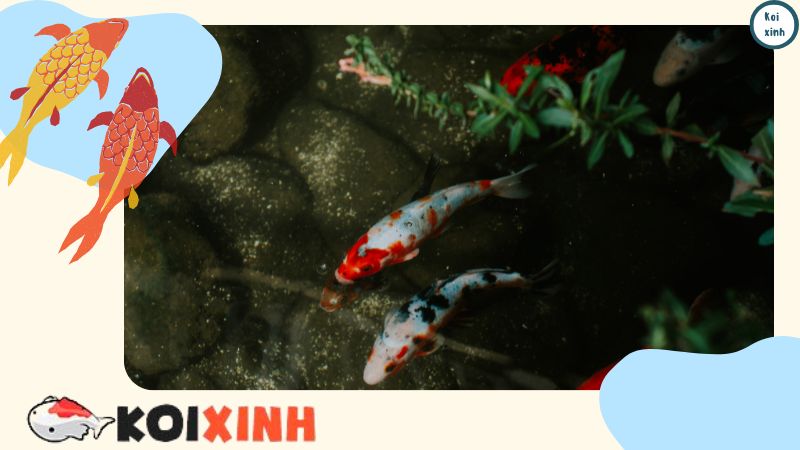 Thiết Kế Hồ Cá Koi Ngoài Trời đẹp đơn Giản – Koixinh – Gọi 0976870033 Thiết Kế Hồ Cá Koi Ngoài Trời đẹp đơn Giản – Koixinh – Gọi 0976870033