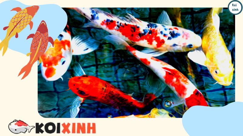 Thiết Kế Hồ Cá Koi Ngoài Trời đẹp đơn Giản – Koixinh – Gọi 0976870033 Thiết Kế Hồ Cá Koi Ngoài Trời đẹp đơn Giản – Koixinh – Gọi 0976870033