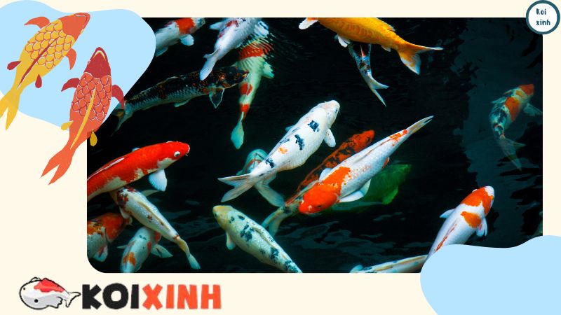 Thiết Kế Hồ Cá Koi Ngoài Trời đẹp đơn Giản – Koixinh – Gọi 0976870033