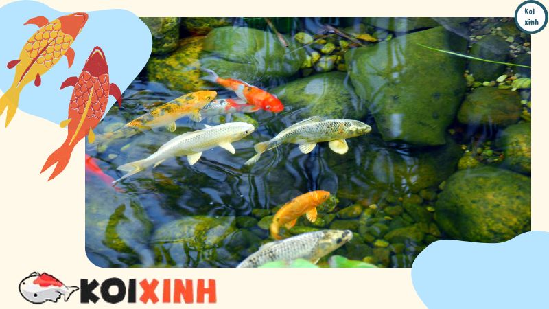Thiết Kế Thi Công Hồ Cá Koi Tại Hà Nội – Uy Tín, Bảo Hành Dài Hạn Thiết Kế Thi Công Hồ Cá Koi Tại Hà Nội – Uy Tín, Bảo Hành Dài Hạn