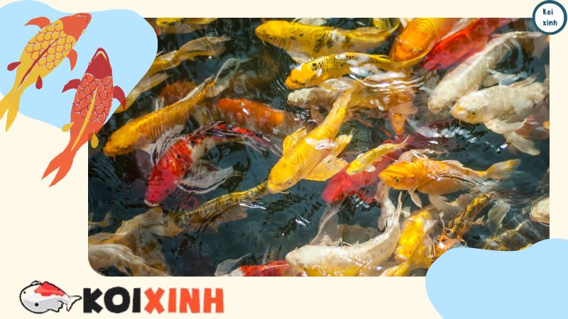 Thiết Kế Thi Công Hồ Cá Koi Tại Hà Nội – Uy Tín, Bảo Hành Dài Hạn