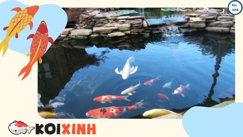 Thi Công, Thiết Kế Hồ Cá Koi đẹp Trong Vườn – Bảo Hành Dài Hạn – Gọi 0976870033 Thi Công, Thiết Kế Hồ Cá Koi đẹp Trong Vườn – Bảo Hành Dài Hạn – Gọi 0976870033