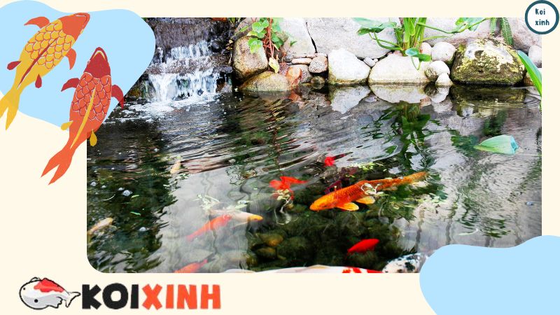 Thi Công, Thiết Kế Hồ Cá Koi đẹp Trong Vườn – Bảo Hành Dài Hạn – Gọi 0976870033