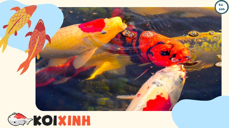 Thi Công, Thiết Kế Hồ Cá Koi đẹp Trong Vườn – Bảo Hành Dài Hạn – Gọi 0976870033 Thi Công, Thiết Kế Hồ Cá Koi đẹp Trong Vườn – Bảo Hành Dài Hạn – Gọi 0976870033