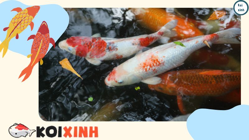 Làm Thế Nào để Có Hồ Cá Koi Giá Rẻ – Thiết Kế Hồ Cá Koi Uy Tín Tại Hà Nội Làm Thế Nào để Có Hồ Cá Koi Giá Rẻ – Thiết Kế Hồ Cá Koi Uy Tín Tại Hà Nội