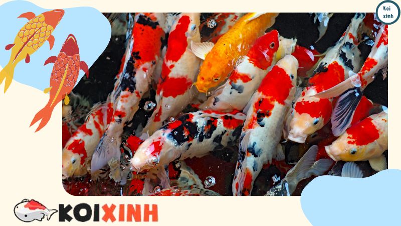 Xu Hướng Thiết Kế, Thi Công Hồ Cá Koi đơn Giản Tại Hà Nội – Giá Rẻ, Uy Tín