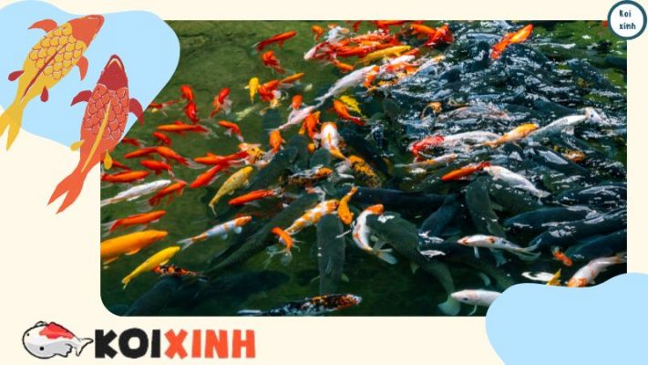 Sự khác biệt giữa Hồ cá Koi và Vườn nước là gì?