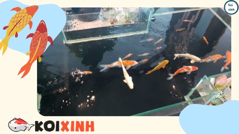 Thi Công, Thiết Kế Hồ Koi Mini Chuyên Nghiệp Tại Hà Nội Và Miền Bắc – Gọi 0976870033 Thi Công, Thiết Kế Hồ Koi Mini Chuyên Nghiệp Tại Hà Nội Và Miền Bắc – Gọi 0976870033