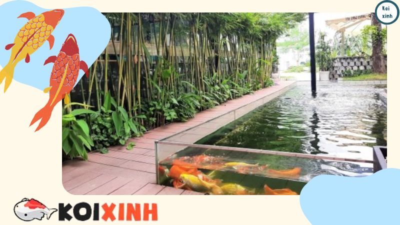 Thiết Kế, Thi Công Hồ Cá Koi Chất Lượng Cao – Bảo Hành Dài Hạn – Gọi: 0976870033 Thiết Kế, Thi Công Hồ Cá Koi Chất Lượng Cao – Bảo Hành Dài Hạn – Gọi: 0976870033