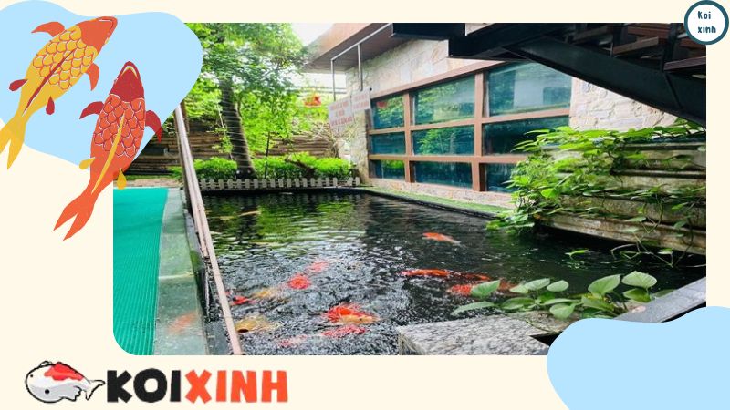 Thiết Kế Và Thi Công Hồ Cá Koi Tại Miền Bắc – Bảo Hành Dài Hạn – Gọi 0976870033 Thiết Kế Và Thi Công Hồ Cá Koi Tại Miền Bắc – Bảo Hành Dài Hạn – Gọi 0976870033