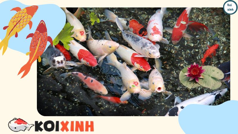 Báo Giá Hồ Cá Koi – Thi Công Giá Rẻ, An Toàn, Uy Tín – Hotline 0976870033 Báo Giá Hồ Cá Koi – Thi Công Giá Rẻ, An Toàn, Uy Tín – Hotline 0976870033