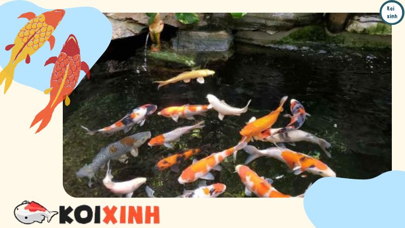 Hạ Long Thi Công Hồ Koi Chuyên Nghiệp – Uy Tín – Chất Lượng – Bảo Hành Dài Hạn – Liên Hệ 0976870033 Hạ Long Thi Công Hồ Koi Chuyên Nghiệp – Uy Tín – Chất Lượng – Bảo Hành Dài Hạn – Liên Hệ 0976870033