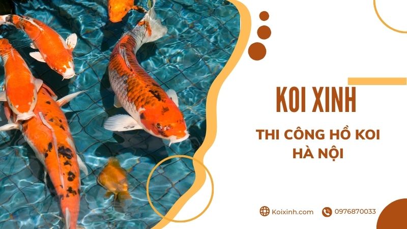 Hà Nội Thi Công Hồ Cá Koi – Điều Cần Biết Về Cách Làm Trong Nước Hồ Cá Ngoài Trời Hà Nội Thi Công Hồ Cá Koi – Điều Cần Biết Về Cách Làm Trong Nước Hồ Cá Ngoài Trời