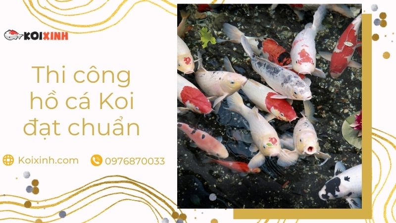 Thiết Kế, Thi Công Hồ Cá Koi đạt Chuẩn – Uy Tín, Bảo Hành Dài Hạn Thiết Kế, Thi Công Hồ Cá Koi đạt Chuẩn – Uy Tín, Bảo Hành Dài Hạn