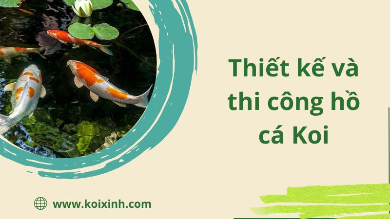 Hồ Cá Koi Nên được Thiết Kế Và Thi Công Sâu đến Mức Nào?