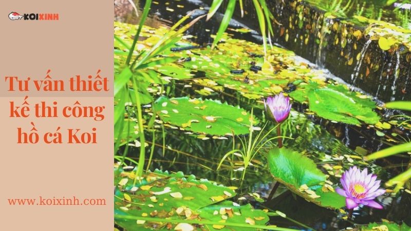 Dịch Vụ Thiết Kế Hồ Cá Koi Tại Hà Nội – Lợi ích Hồ Cá Koi Dịch Vụ Thiết Kế Hồ Cá Koi Tại Hà Nội – Lợi ích Hồ Cá Koi
