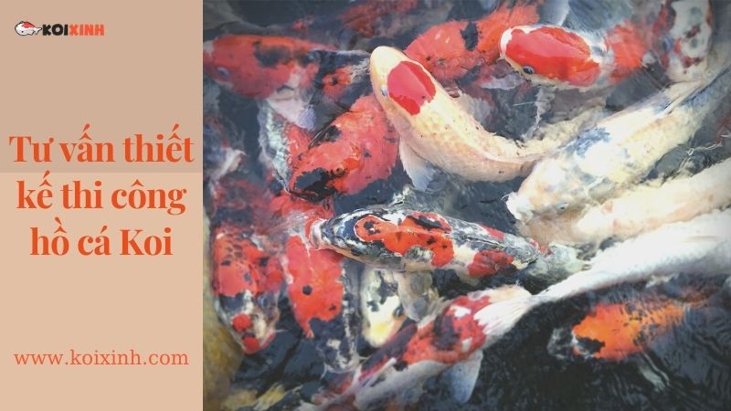 Dịch Vụ Thiết Kế Hồ Cá Koi Tại Hà Nội – Lợi ích Hồ Cá Koi