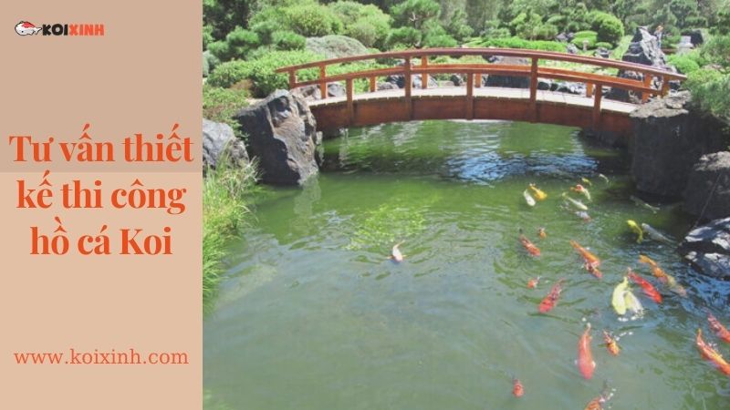 Dịch Vụ Thiết Kế Hồ Cá Koi Tại Hà Nội – Lợi ích Hồ Cá Koi Dịch Vụ Thiết Kế Hồ Cá Koi Tại Hà Nội – Lợi ích Hồ Cá Koi