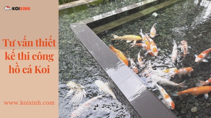 Dịch Vụ Thiết Kế Hồ Cá Koi Tại Hà Nội – Lợi ích Hồ Cá Koi Dịch Vụ Thiết Kế Hồ Cá Koi Tại Hà Nội – Lợi ích Hồ Cá Koi