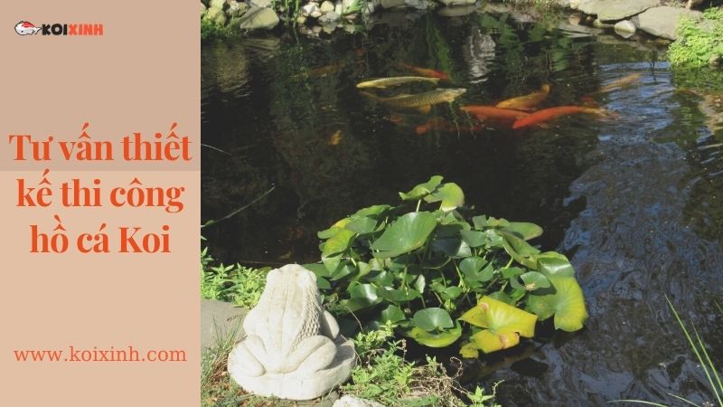 Dịch Vụ Thiết Kế Hồ Cá Koi Tại Hà Nội – Lợi ích Hồ Cá Koi Dịch Vụ Thiết Kế Hồ Cá Koi Tại Hà Nội – Lợi ích Hồ Cá Koi