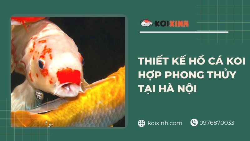 Thi Công, Thiết Kế Hồ Cá Koi đúng Tiêu Chuẩn Và Hợp Phong Thủy Tại Hà Nội