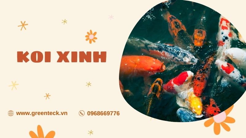 12 Mẫu Hồ Cá Koi Kiểu Nhật Bản Bạn Nên Tham Khảo