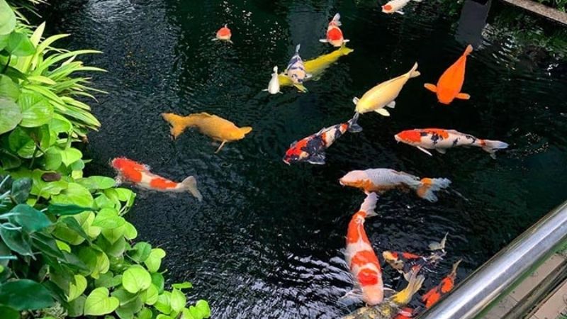 12 Mẫu Hồ Cá Koi Kiểu Nhật Bản Bạn Nên Tham Khảo