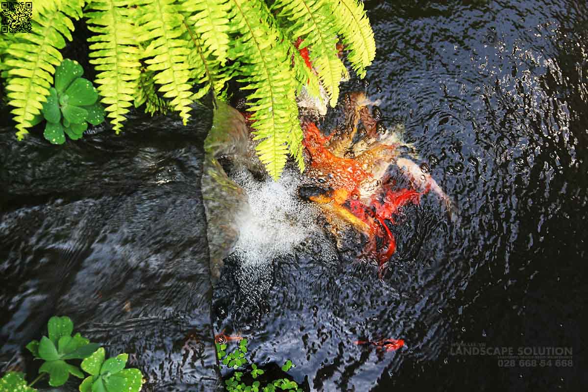 6 Phong Cách Thiết Kế Hồ Cá Koi Đẹp Nhất Cho Sân Vườn Biệt Thự 6 Phong Cách Thiết Kế Hồ Cá Koi Đẹp Nhất Cho Sân Vườn Biệt Thự