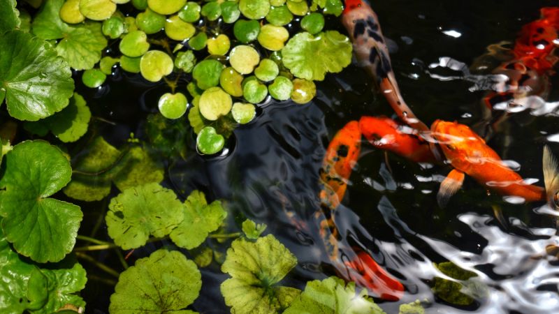 6 Kinh Nghiệm Thiết Kế Hồ Cá Koi Sân Vườn đẹp Bạn Nên Biết 6 Kinh Nghiệm Thiết Kế Hồ Cá Koi Sân Vườn đẹp Bạn Nên Biết