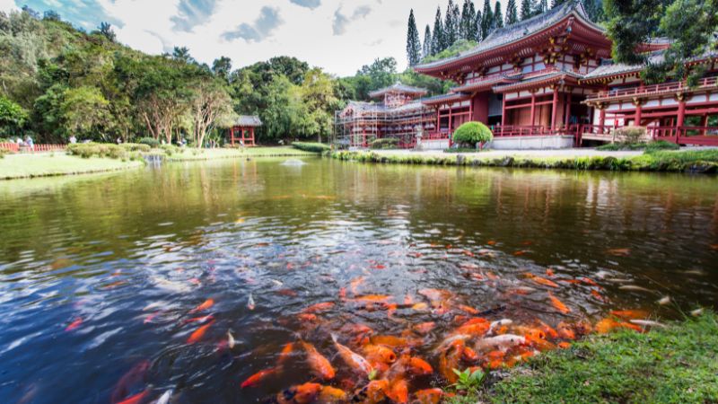 6 Kinh Nghiệm Thiết Kế Hồ Cá Koi Sân Vườn đẹp Bạn Nên Biết 6 Kinh Nghiệm Thiết Kế Hồ Cá Koi Sân Vườn đẹp Bạn Nên Biết